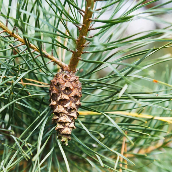 Cono Pino Árbol Cerca Aire Libre — Foto de Stock