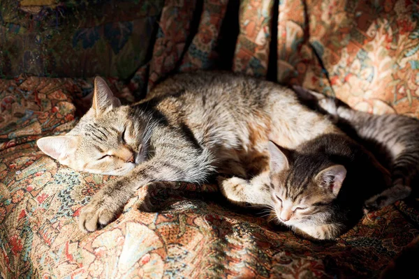 Sleeping Cat Kittens Old Sofa — Stock Photo, Image