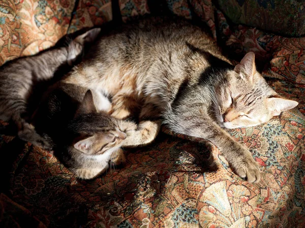 Sleeping Cat Kittens Old Chair — Stock Photo, Image