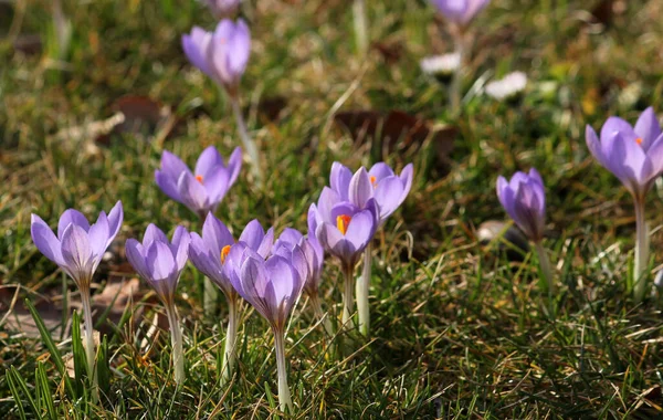 Kwiaty Krokusa Kwitnące Wiosenna Flora — Zdjęcie stockowe