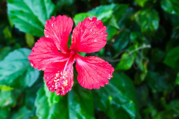 Vörös Hibiszkusz Virág Fán Thaiföld — Stock Fotó