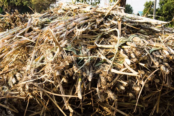 Caña Azúcar Antes Plantar Tailandia —  Fotos de Stock