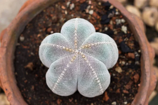 Närbild Färgglad Kaktus — Stockfoto