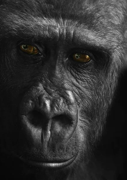 Gorillaaffe Primatentier — Stockfoto