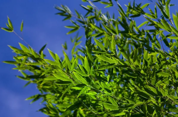Bambusowa Roślina Przeciwko Błękitnemu Niebu — Zdjęcie stockowe