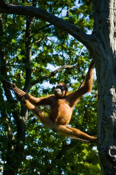Orangután Hace Acto Equilibrio Las Copas Los Árboles — Foto de Stock