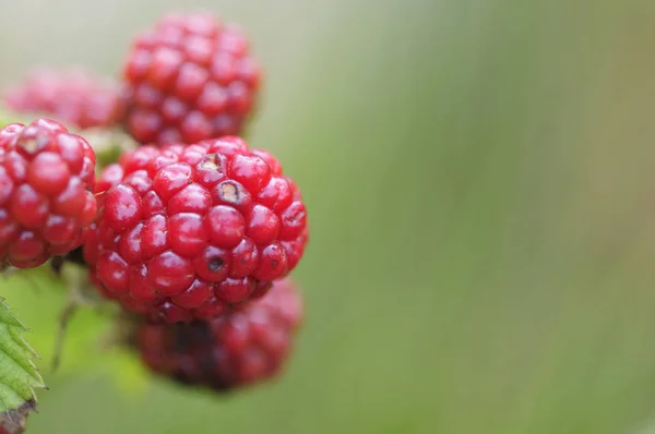 Berries Close Shot Conceito Alimentar Saudável — Fotografia de Stock