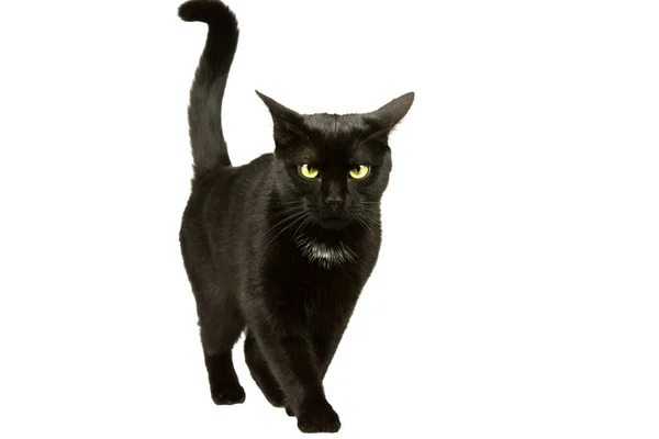 Black Cat Yellow Green Eyes Running Camera — Stock Photo, Image