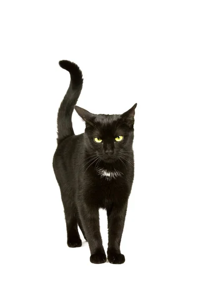 Gato Negro Con Ojos Amarillo Verdes Corriendo Hacia Cámara — Foto de Stock