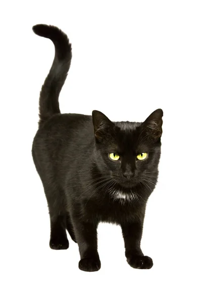 Schwarze Katze Mit Gelb Grünen Augen Läuft Auf Die Kamera — Stockfoto