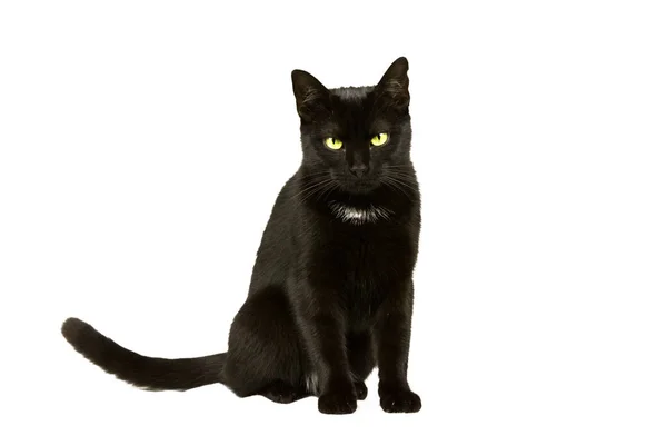 Черная Кошка Желто Зелеными Глазами Сидит Ждет — стоковое фото