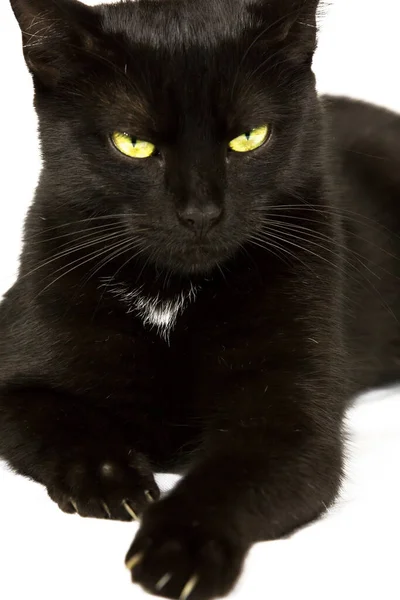 Gato Negro Con Ojos Amarillo Verdes Centran Los Ojos — Foto de Stock