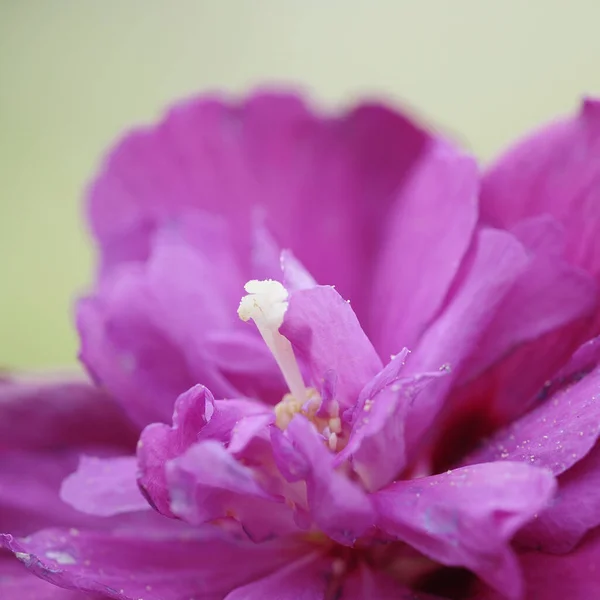 히비스커스 식물상 — 스톡 사진