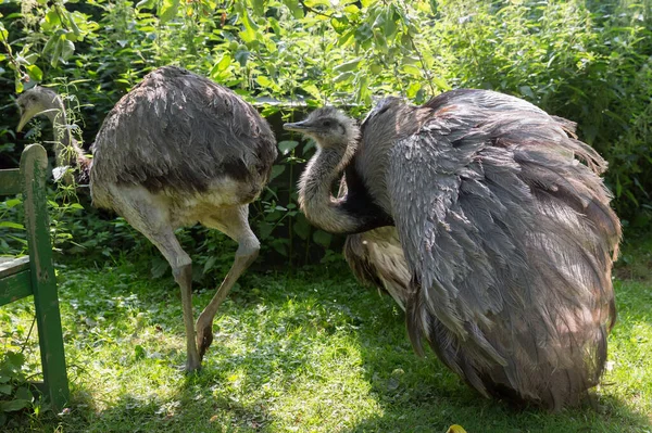 Gallo Nandu Piedi Prato Sta Ballando — Foto Stock