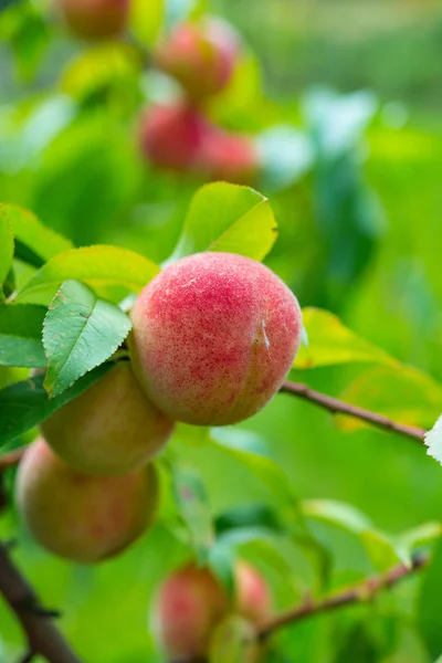 Peach Prunus Persica — Stock Photo, Image