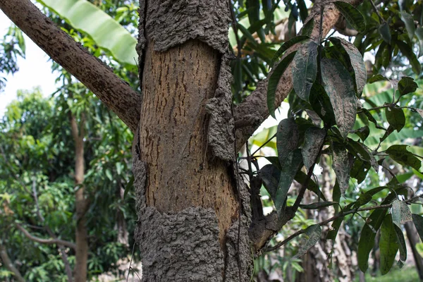 Nido Termitas Ubicado Árbol Mango Naturaleza Tailandia —  Fotos de Stock