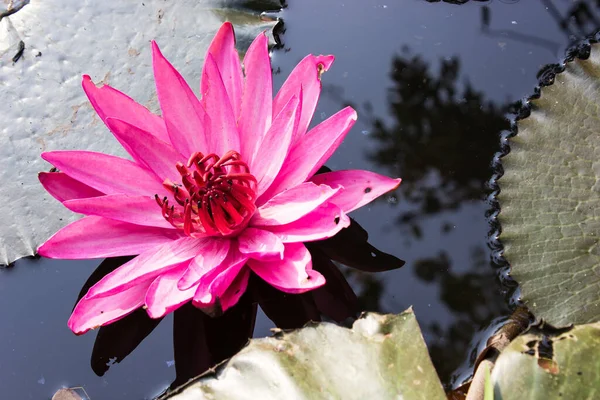 Pink water lily at sunrise floating on pond made visible.shadows in the water.Pink water lily or other pink to purple coloured.water plants. Pink and purple flowering and foliage water plant lists.