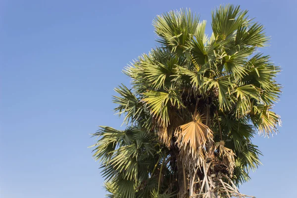 Toddy Palm Céu Azul — Fotografia de Stock