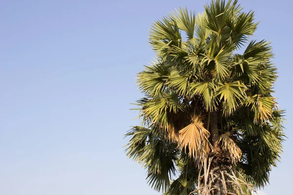 Toddy Palm Blue Sky — Stock Photo, Image