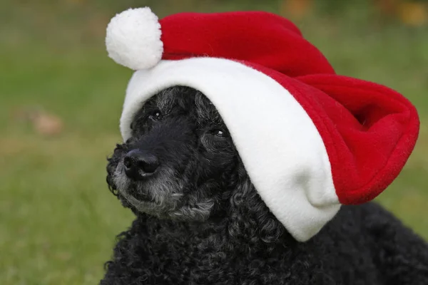 Poodle Santa Hat — Stockfoto