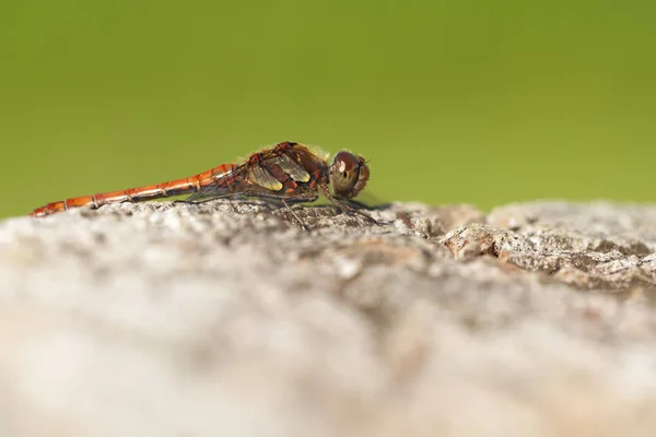 Odonata Yusufçuk Doğa Florasında — Stok fotoğraf