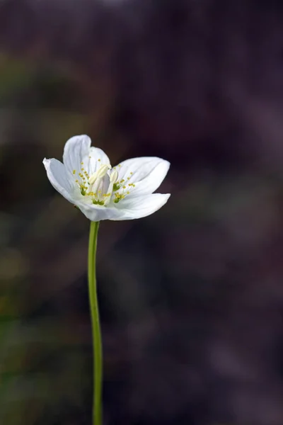 Parnássia Palustris Folha Cabeça Pântano — Fotografia de Stock