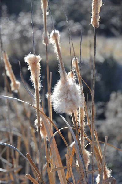 Seagrass Flora Foliage Nature — стоковое фото