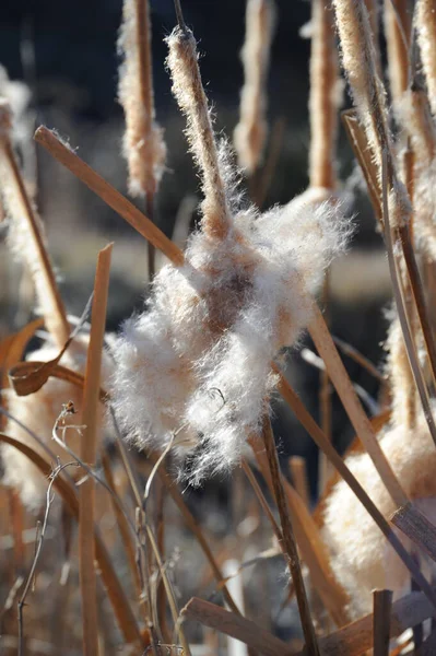 Seegras Flora Und Laub Der Natur — Stockfoto