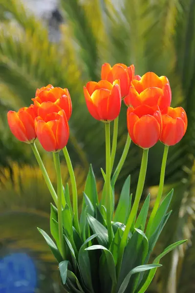 Tulipanes Flores Prado Flora Primavera — Foto de Stock