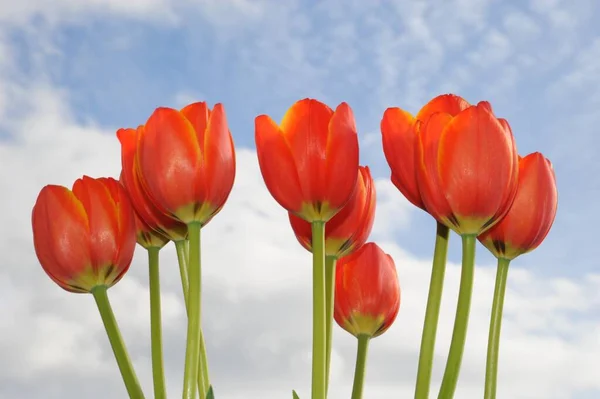 Frühling Schöne Frühling Tulpen Blumen Flora — Stockfoto