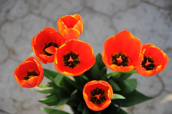 Primavera Tulipanes Flores Flora — Foto de Stock