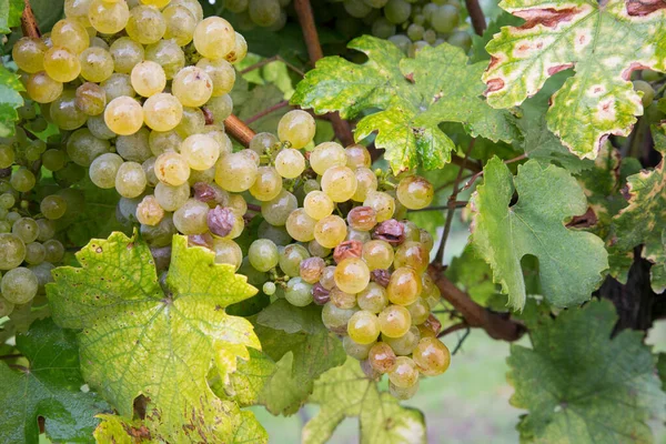 Winogrona Naturalne Winnicy — Zdjęcie stockowe
