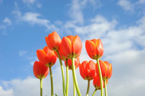 Tulpe Blühende Blumen Der Natur Flora Tulpen — Stockfoto
