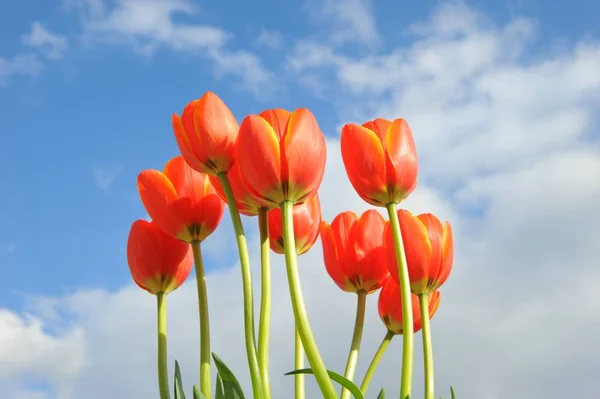 Tulpe Blühende Blumen Der Natur Flora Tulpen — Stockfoto