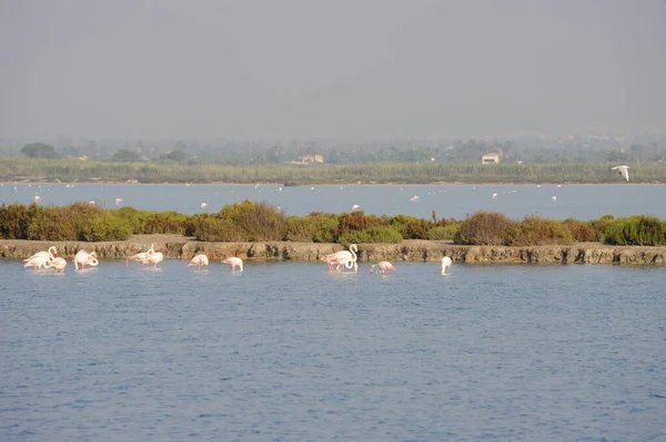 Scenic View Majestic Flamingos Nature — Stock Photo, Image