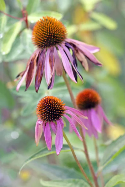 草原花园的紫色太阳帽 — 图库照片