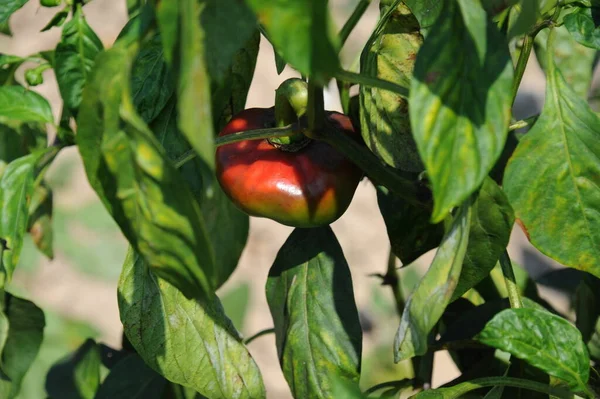 Chili Campo — Foto de Stock