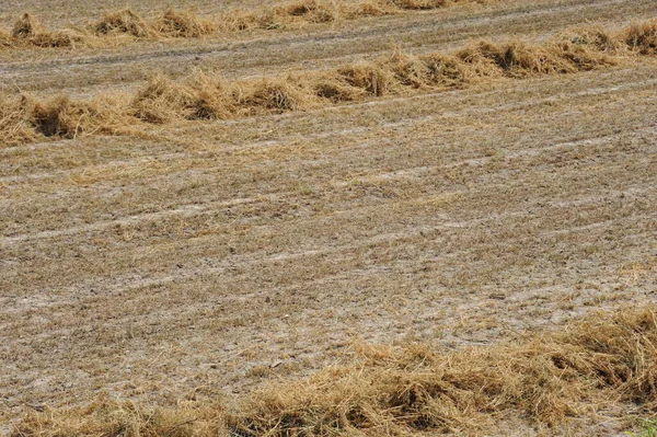 Land Feld Weizenanbau — Stockfoto