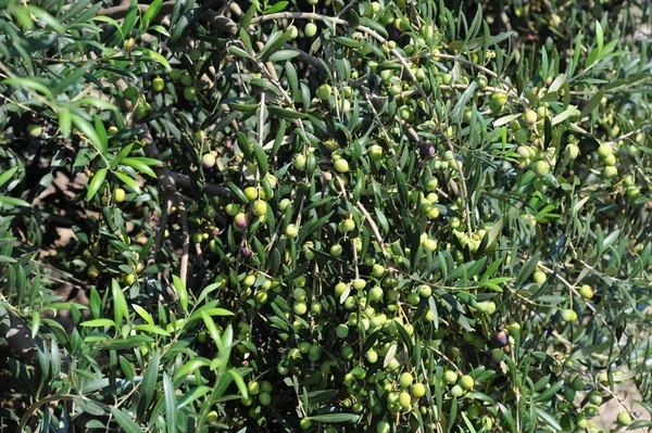 Spain Olives Tree — Stock Photo, Image