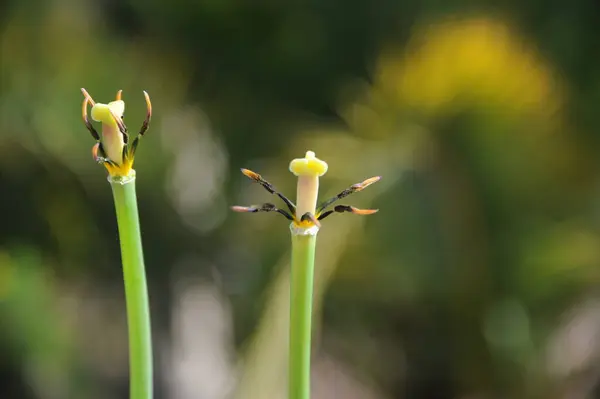 Hermosos Tulipanes Flores Primavera —  Fotos de Stock