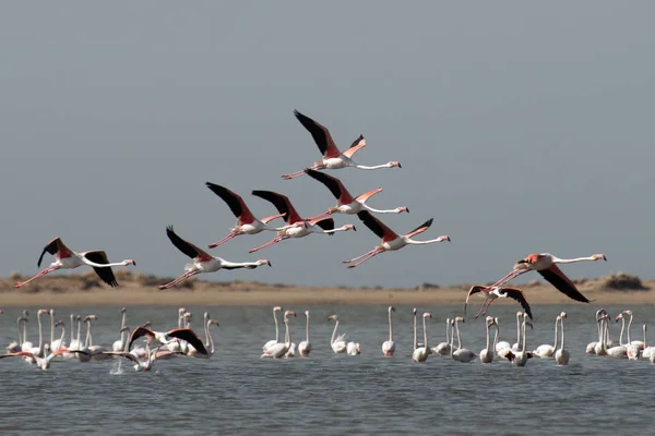 Rebanho Flamingos Voo Com Fundo Azul Céu — Fotografia de Stock