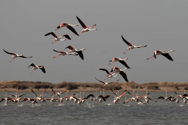 Flock Flamingos Flight Blue Sky Background — Stock Photo, Image