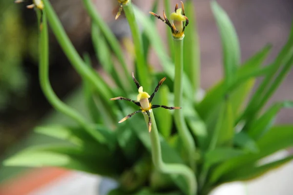 Vackra Tulpaner Vårblommor — Stockfoto