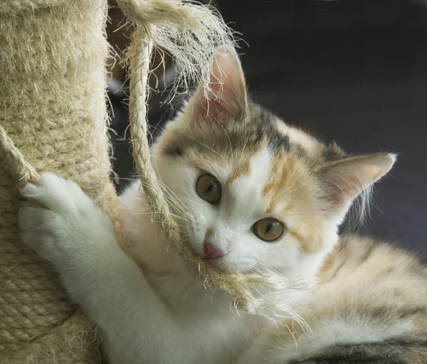 Gato Jovem Posto Arranhão — Fotografia de Stock