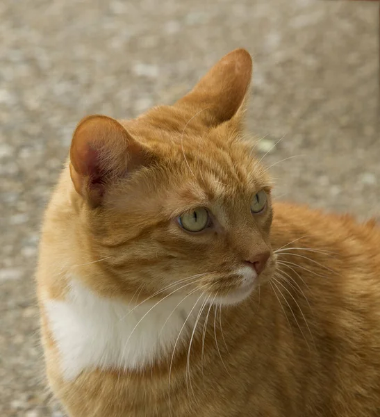 Retrato Gato Carrera Libre Jardín Sobre Grava —  Fotos de Stock