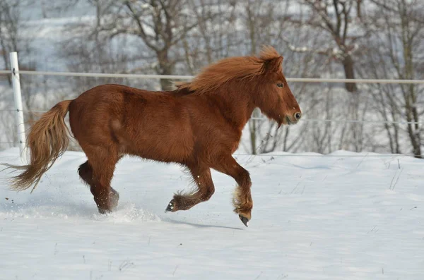 Hermoso Caballo Aire Libre — Foto de Stock