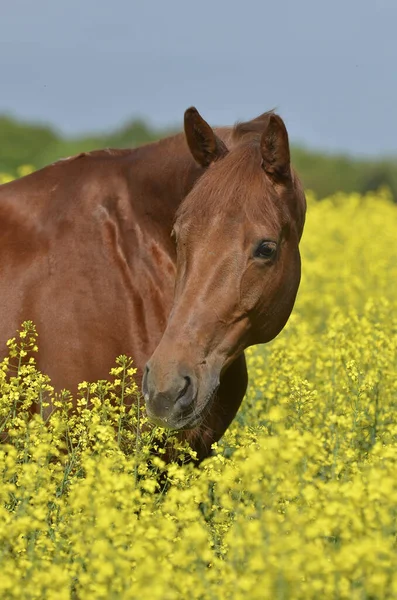 Hermoso Caballo Aire Libre —  Fotos de Stock