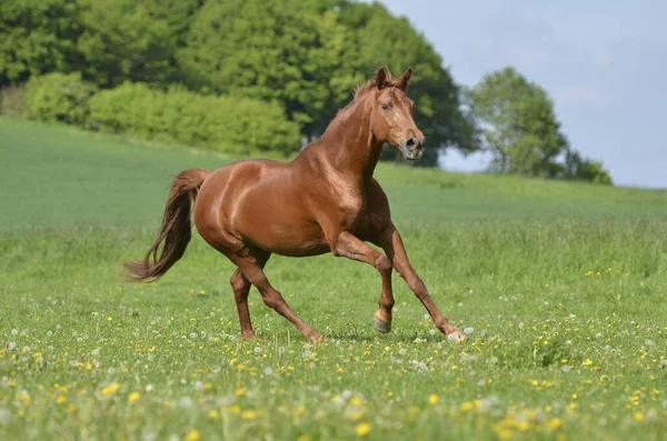 Ein Schönes Pferd Unter Freiem Himmel — Stockfoto