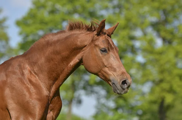 Een Prachtig Paard Open Lucht — Stockfoto