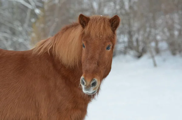 Hermoso Caballo Aire Libre — Foto de Stock